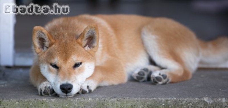 Shiba inu 6 hónapos kan, szerető családot keres