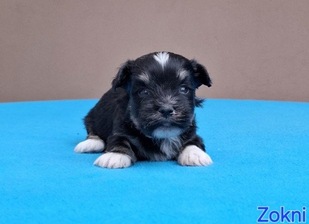 Bichon havanese