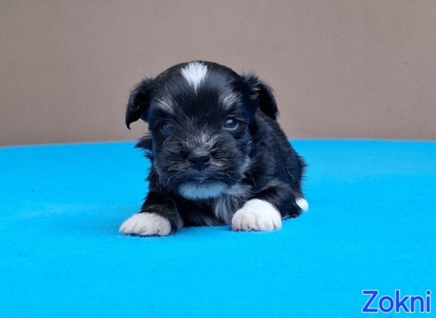 Bichon havanese