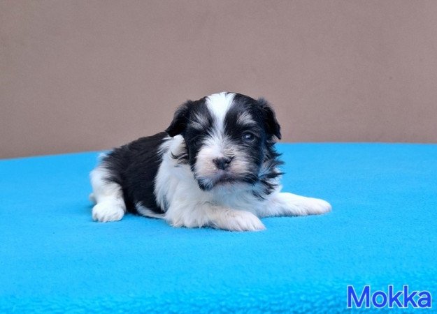 Bichon havanese