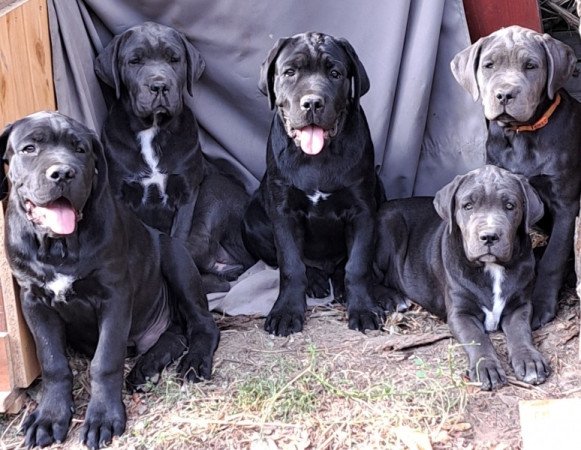 Cane corso