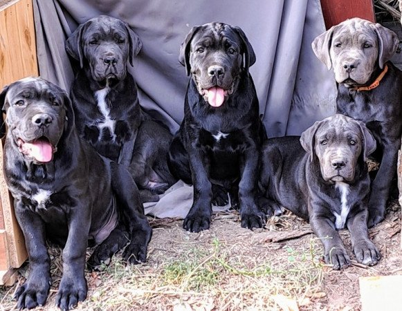 Cane corso