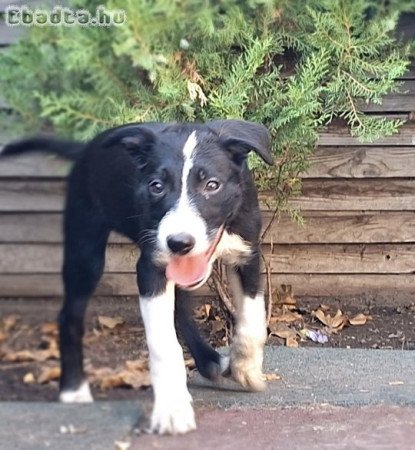 Border Collie kölyök eladó