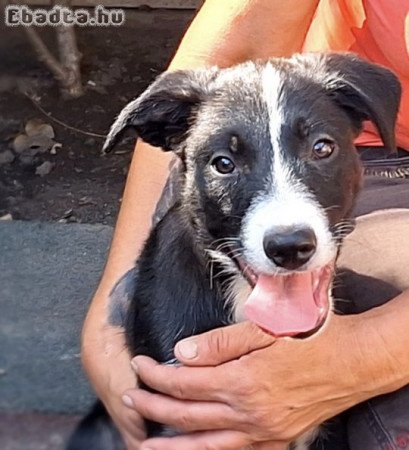 Border Collie kölyök eladó