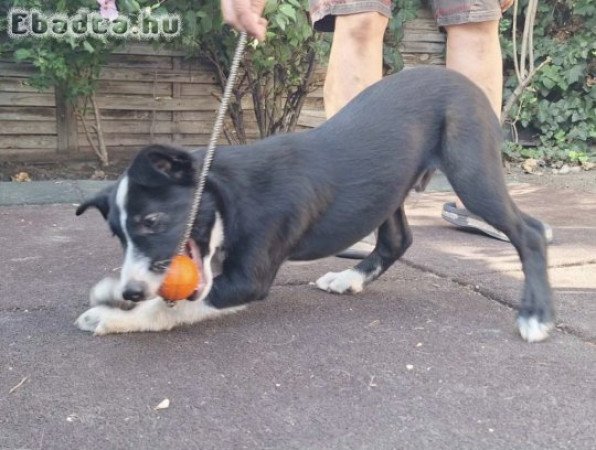 Border Collie kölyök eladó