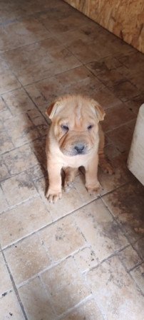 Shar pei