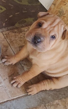 Shar pei