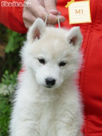 Siberian Husky puppies