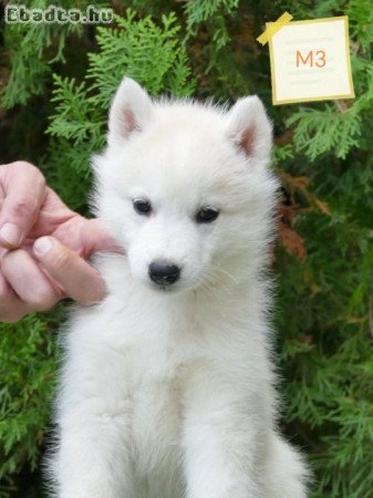 Siberian Husky puppies