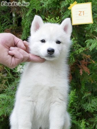 Siberian Husky puppies