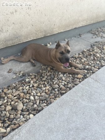 Eladó cane corso