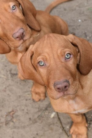 Vizsla