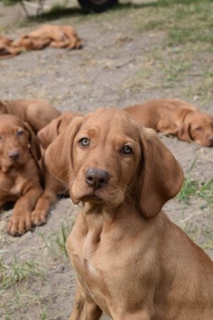 Vizsla