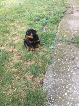 Rottweiler kiskutya