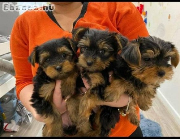 Yorkshire terrier A kölykök készen állnak