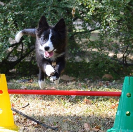 Border Collie