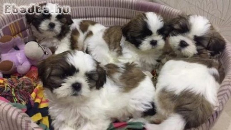 Shih tzu (sicu) kölykök