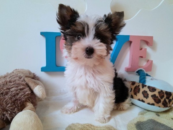 Biewer Yorkshire terrier