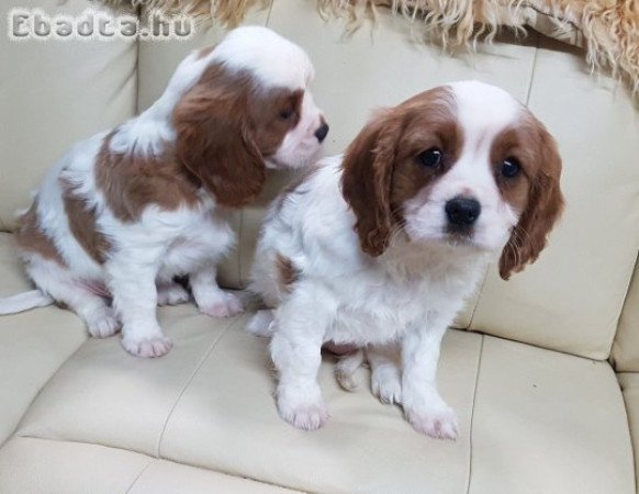 Gyönyörű Cavalier King Charles spániel Kölykök