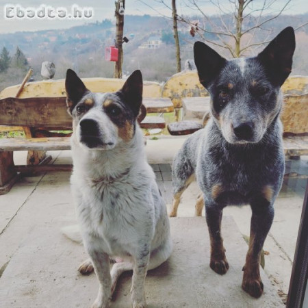 Eladó Cattle dog kiskutyák!