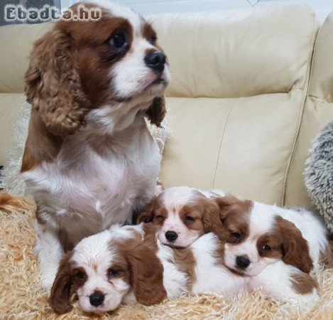 Gyönyörű Cavalier King Charles spániel Kölykök