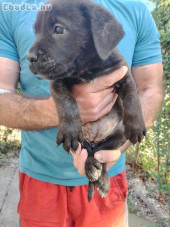 Cane Corso kiskutyák új gazdájikat keresik