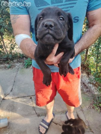 Cane Corso kiskutyák új gazdájikat keresik