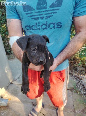 Cane Corso kiskutyák új gazdájikat keresik