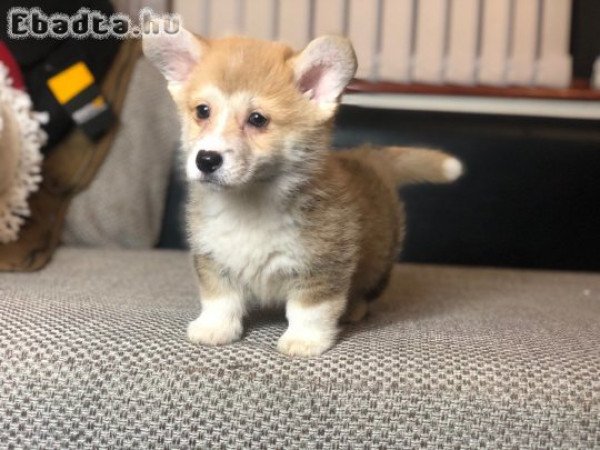 Gyönyörű walesi corgi Eladó kölykök