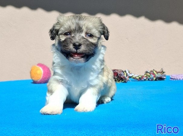 Bichon havanese