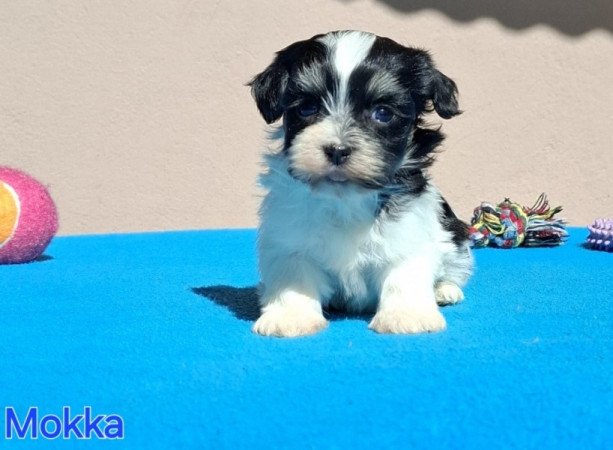 Bichon havanese