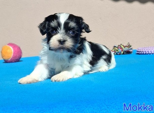 Bichon havanese