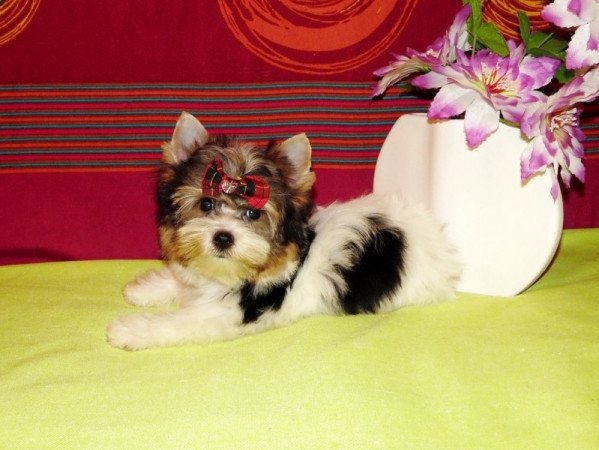 Biewer Yorkshire Terrier Yorki