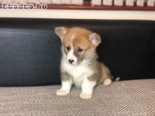 Gyönyörű walesi corgi Eladó kölykök