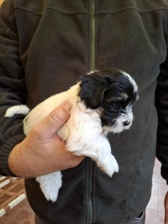 Bichon Havanese