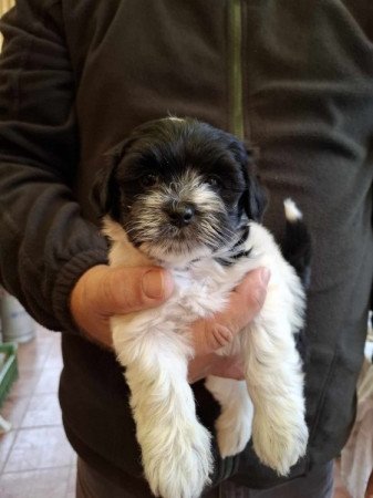 Bichon Havanese