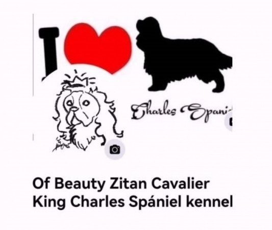 Cavalier King Charles spániel