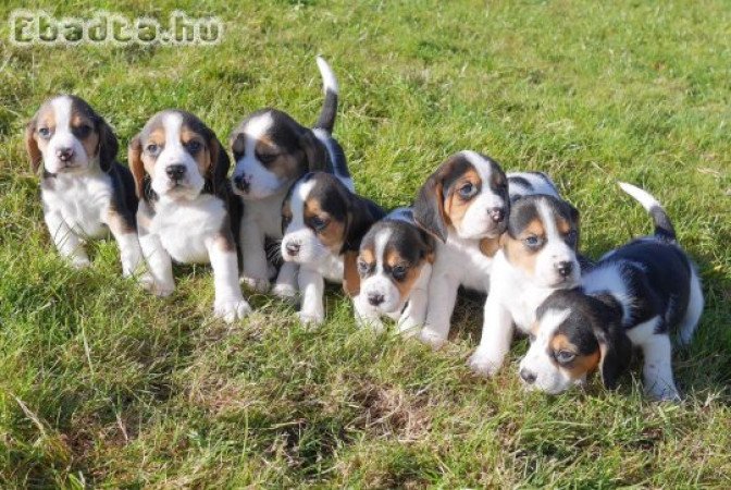 Gyönyörű Beagle kiskutyák eladók