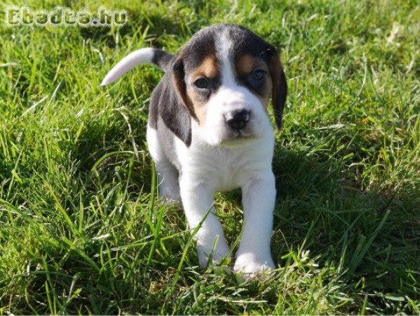 Gyönyörű Beagle kiskutyák eladók