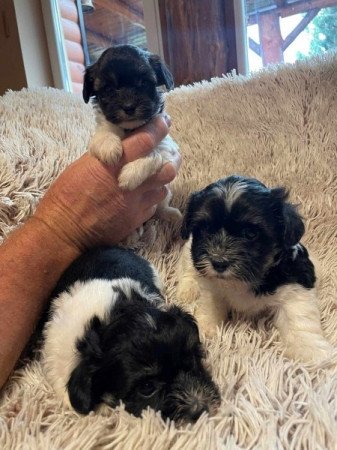 Bichon havanese