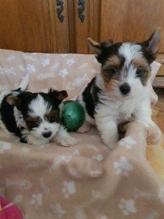 Yorkshire terrier biewer