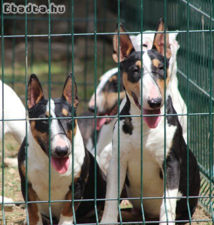 Mini bull terriers