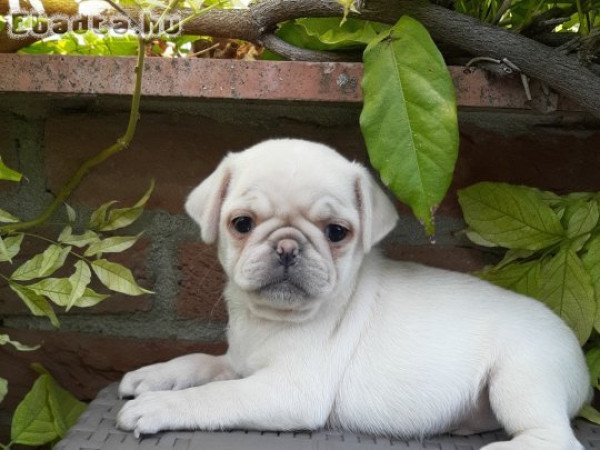 mops fehér ezüst eladó mopsz kiskutyák