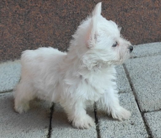 Westie