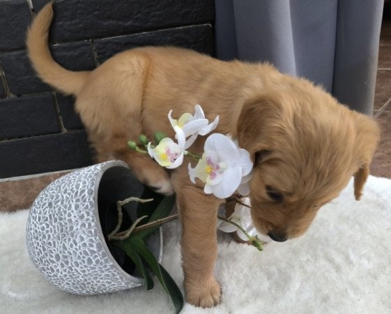 Golden Retriver