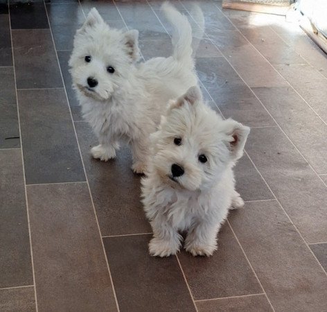 West highland white terrier