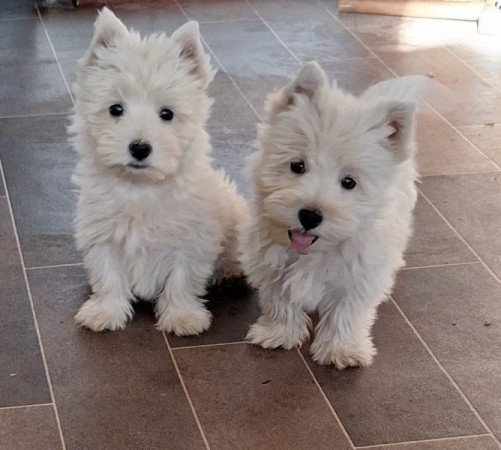 West highland white terrier