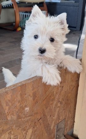 West highland white terrier