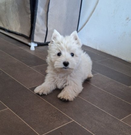 West highland white terrier