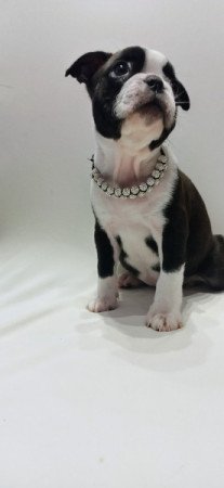 Boston Terrier